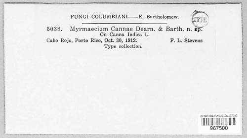 Myrmaecium cannae image